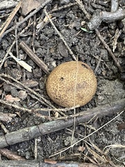 Scleroderma citrinum