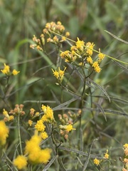 Euthamia caroliniana