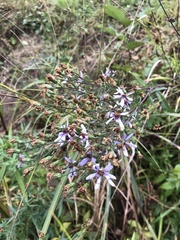 Symphyotrichum ciliolatum
