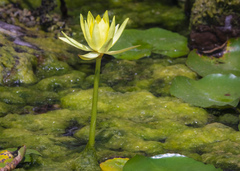 Nymphaea mexicana