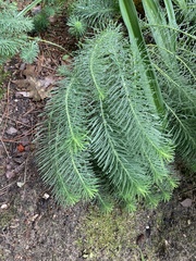 Euphorbia cyparissias