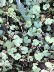 Hydrocotyle moschata