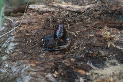 Prionus coriarius