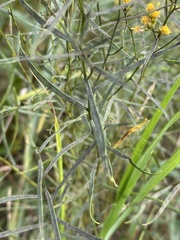 Euthamia caroliniana