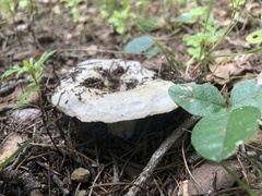 Lactarius subpurpureus