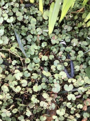 Hydrocotyle moschata