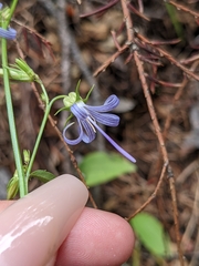 Campanula prenanthoides