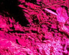 Liometopum occidentale