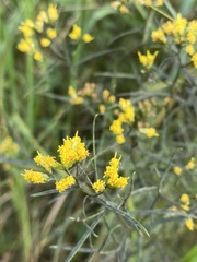 Euthamia caroliniana