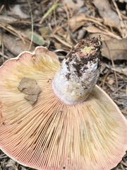 Lactarius subpurpureus