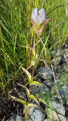 Gentiana rubricaulis