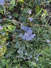 Symphyotrichum prenanthoides