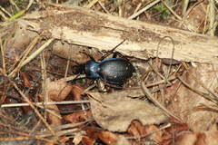 Carabus problematicus