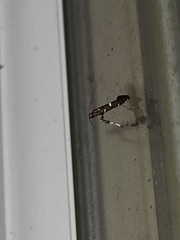 Caloptilia triadicae