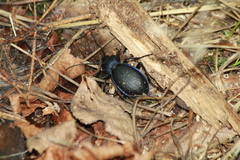 Carabus problematicus