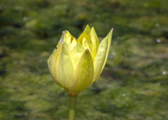 Nymphaea mexicana