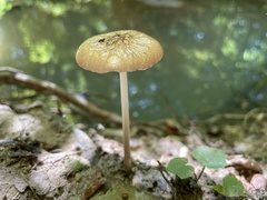 Pluteus longistriatus