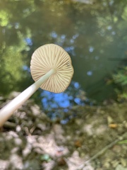 Pluteus longistriatus
