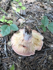 Lactarius subpurpureus