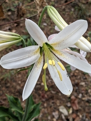 Lilium washingtonianum