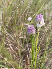 Polygala sanguinea