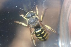Dianthidium