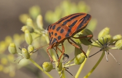 Graphosoma semipunctatum