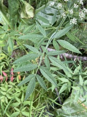 Cicuta douglasii