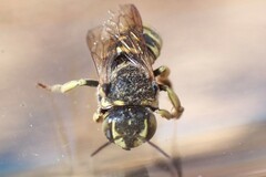 Dianthidium