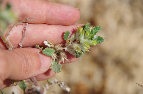 Image of Forsskaolea hereroensis by (c) Eric Knight, some rights reserved (CC BY)