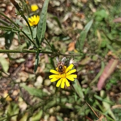 Apis mellifera