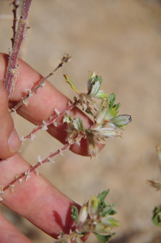 Image of Forsskaolea hereroensis by (c) Eric Knight, some rights reserved (CC BY)