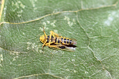 Cicadula
