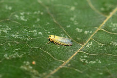 Cicadula