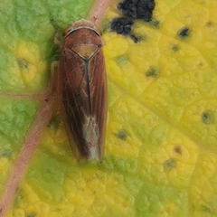 Idiodonus cruentatus