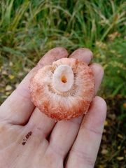 Lactarius torminosus