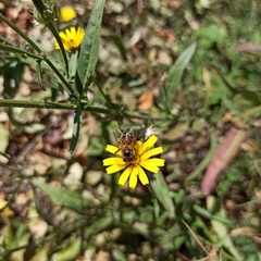 Apis mellifera
