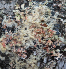 Erythricium aurantiacum