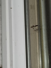 Caloptilia triadicae