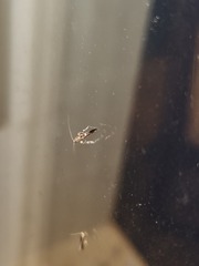 Caloptilia triadicae