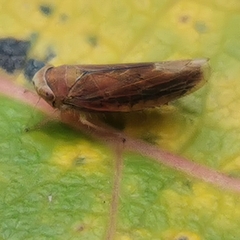 Idiodonus cruentatus