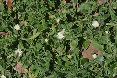 Mesembryanthemum aitonis