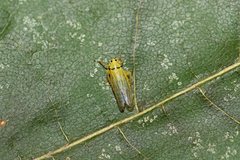 Cicadula