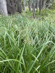 Scirpus microcarpus