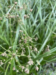 Scirpus microcarpus