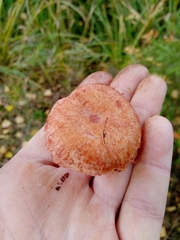 Lactarius torminosus