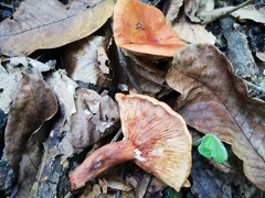 Lactarius camphoratus