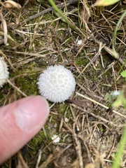 Lycoperdon curtisii