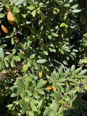 Rhododendron ponticum
