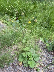 Geum macrophyllum